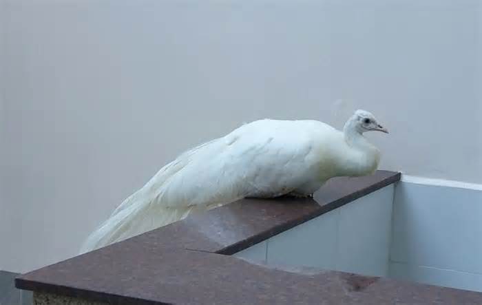 Chim công 4kg bay lạc vào nhà người dân ở TP Thủ Đức