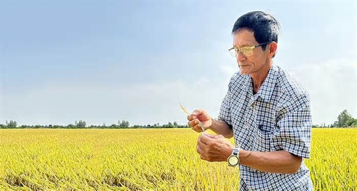 Rầy phấn trắng đe dọa xuất khẩu gạo Việt