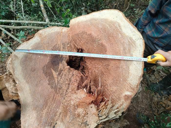 Mật phục nhiều ngày mới bắt được nghi phạm cưa hạ cây gỗ cao hơn 18m