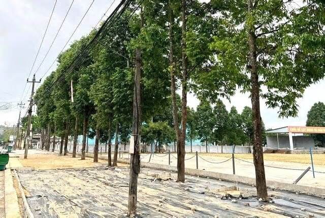 Bộ Công An yêu cầu Quảng Nam rà soát các dự án trồng, chăm sóc cây xanh