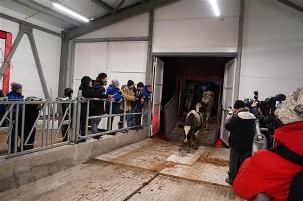 Tập đoàn TH khánh thành giai đoạn 1 trang trại bò sữa tại tỉnh Moskva
