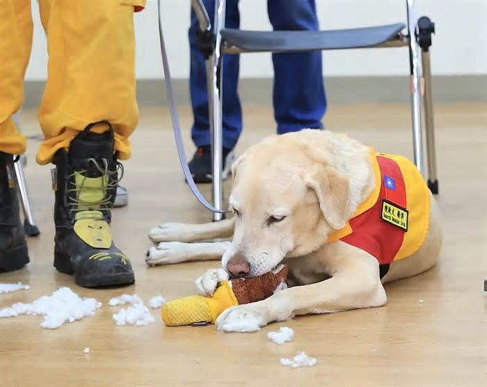 Đội chó cứu hộ tham gia tìm kiếm nạn nhân động đất Đài Loan