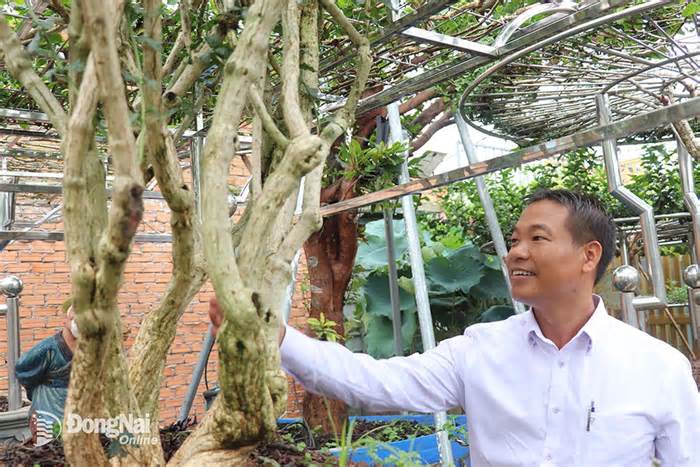 Tận mục vườn hoa nhài cổ thụ độc nhất vô nhị tại Việt Nam