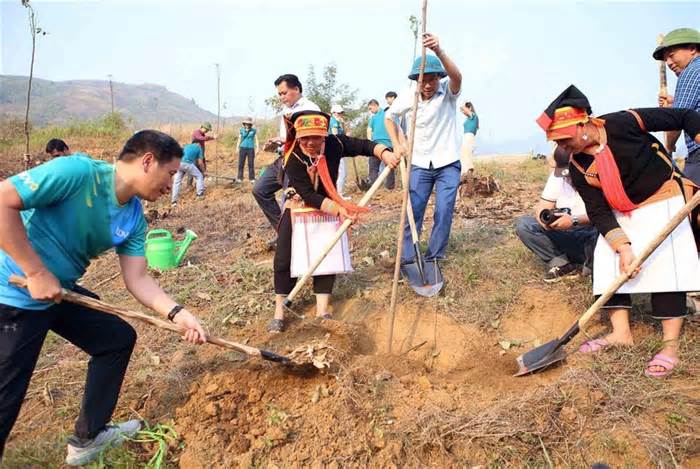 Vận động viên Tiền Phong Marathon đồng hành trồng cây tại Lai Châu