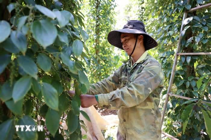 Đắk Lắk: Thu hoạch hồ tiêu gặp nhiều thuận lợi, nông dân phấn khởi