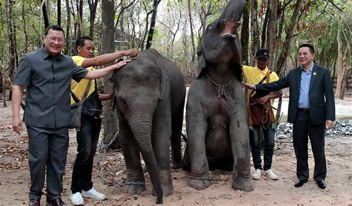 Lào tặng cặp voi cho Campuchia