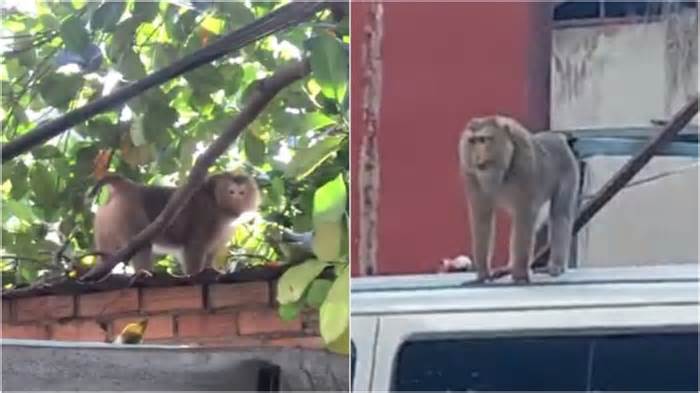 Một tuần bắt được bốn con khỉ cắn người quấy phá nhà dân ở TP.HCM