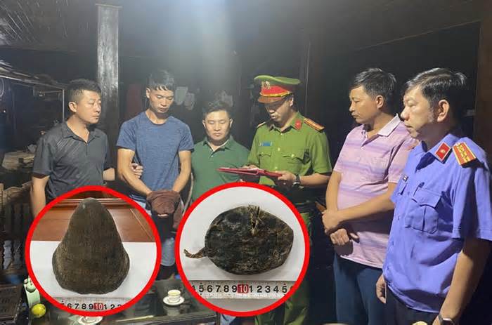 Bắt giữ 1 đối tượng mua sừng tê giác từ Điện Biên mang về Lai Châu bán