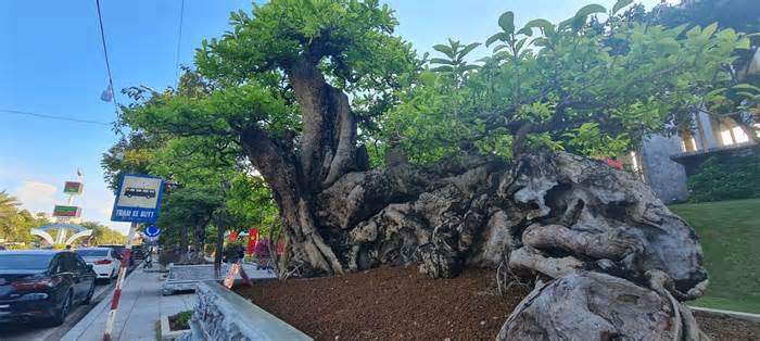 Mê mẩn cây quăng bonsai dáng “ngọa hổ linh sơn” có 1-0-2