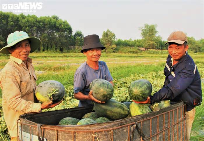 Nông dân 'thủ phủ' dưa hấu ở Quảng Nam thắng lớn nhờ được mùa, được giá