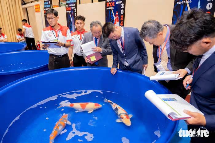 Gần 600 con cá koi tham gia cuộc thi ‘hoa hậu’ cá, có con trị giá hơn 1 tỷ đồng