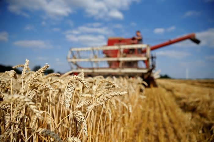 Ngũ cốc Ukraine: Ba Lan nới lệnh cấm, hàng hóa của Kiev vẫn không được bán tại Warsaw; Romania lên tiếng