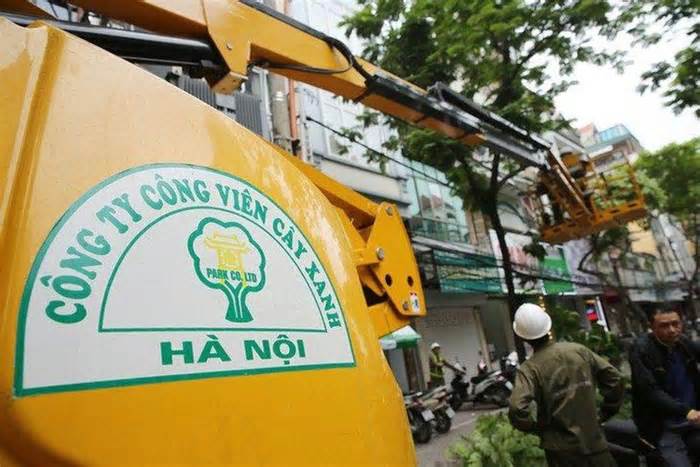 Lắt léo “đường đi” của cây xanh nhập lậu trồng ở Hà Nội