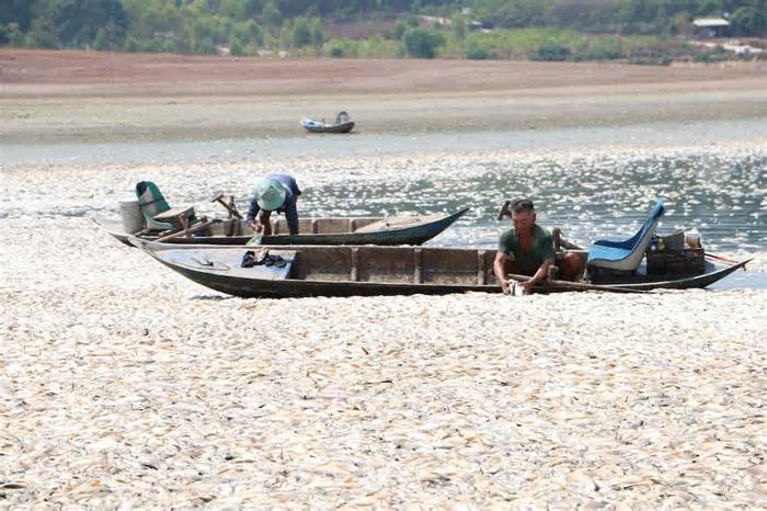 200 tấn cá chết trên hồ thủy lợi ở Đồng Nai