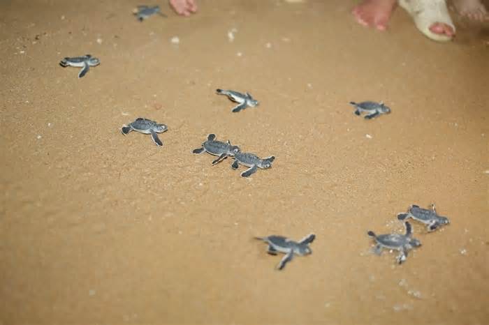 17 rùa con quý hiếm chào đời trên biển Quy Nhơn