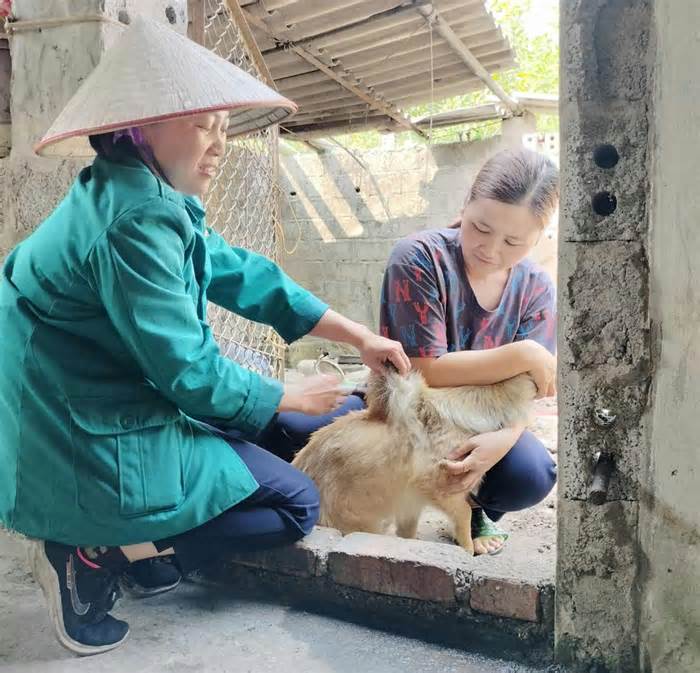 Cán bộ thú y ở tâm dịch chó dại Hạ Long, Quảng Ninh