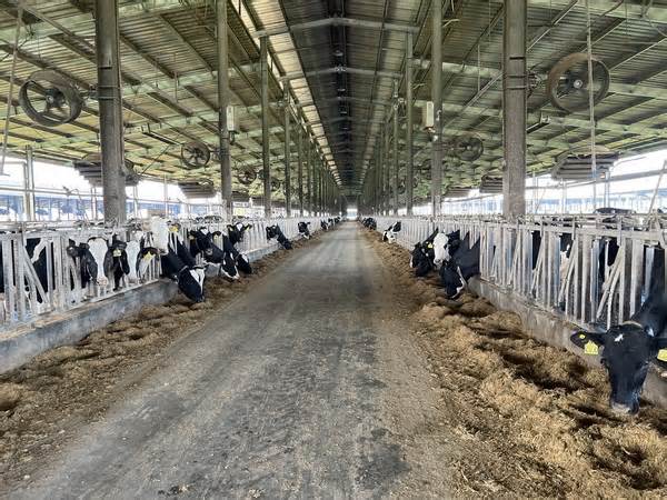 Xử phạt trang trại bò sữa công nghệ cao Phú Yên 560 triệu đồng