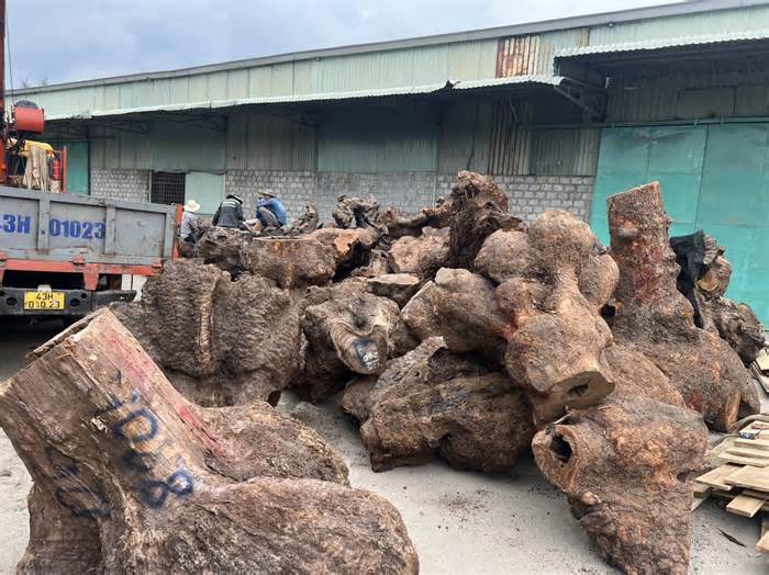 Công an Quảng Nam bắt quả tang 5 ô tô tải chở gỗ xá xị trái phép