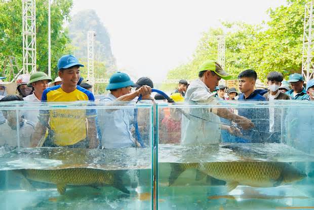 Độc đáo hội thi hoa hậu cá trắm ở Quảng Bình
