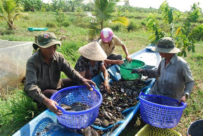Khôi phục nguồn lợi cá đồng ở vùng rừng U Minh
