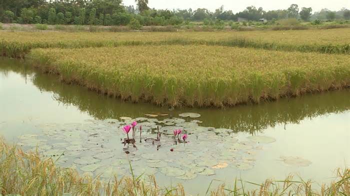 Phát triển bền vững 1 triệu ha lúa chất lượng cao ở đồng bằng sông Cửu Long