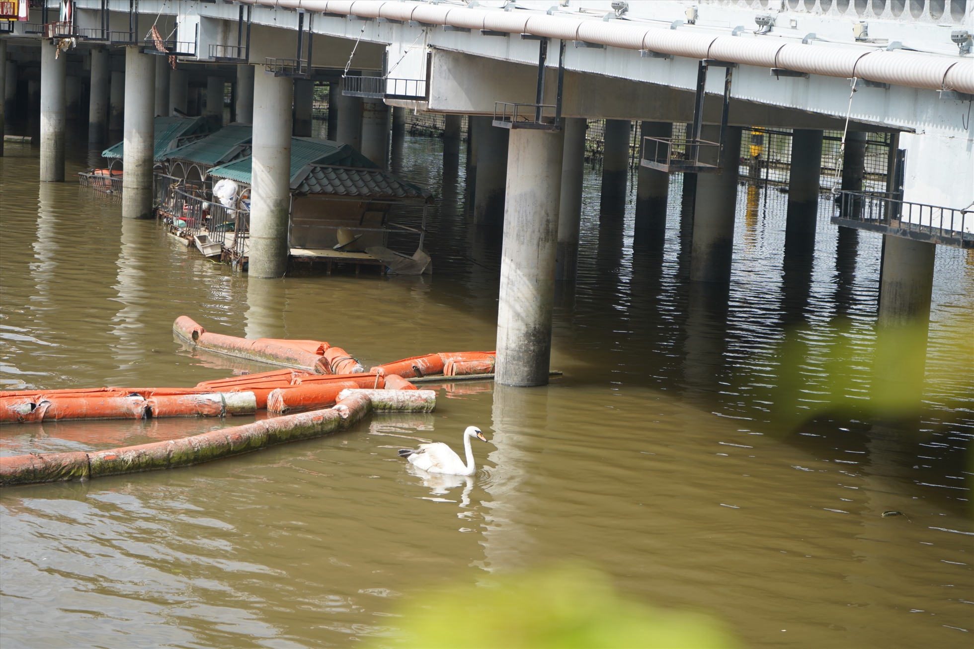 Nước sông ô nhiễm, gần 200 con thiên nga ở sông Tam Bạc chết dần, chết mòn