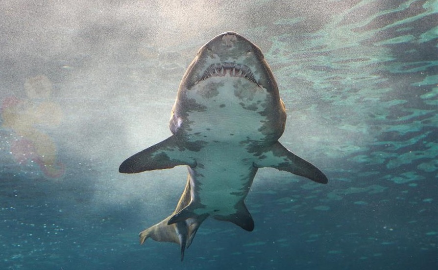 Số vụ cá mập tấn công tại Mỹ tăng đột biến