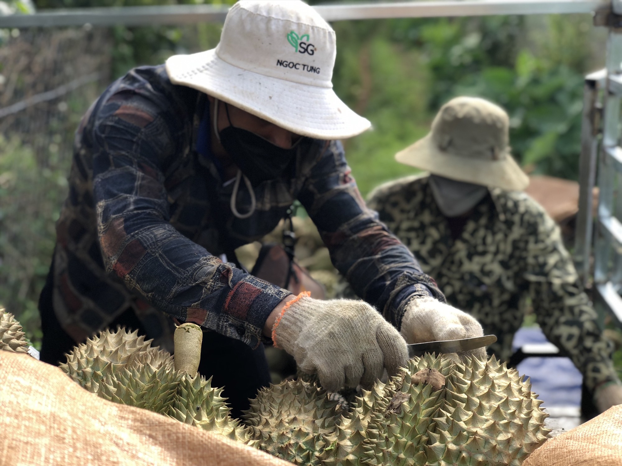 Khôi phục giấy chứng nhận thành lập hợp tác xã trồng sầu riêng ở Đắk Lắk