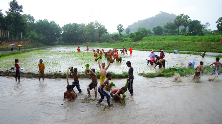Người dân vùng cao An Giang hào hứng đội mưa lội ruộng thi cấy mạ