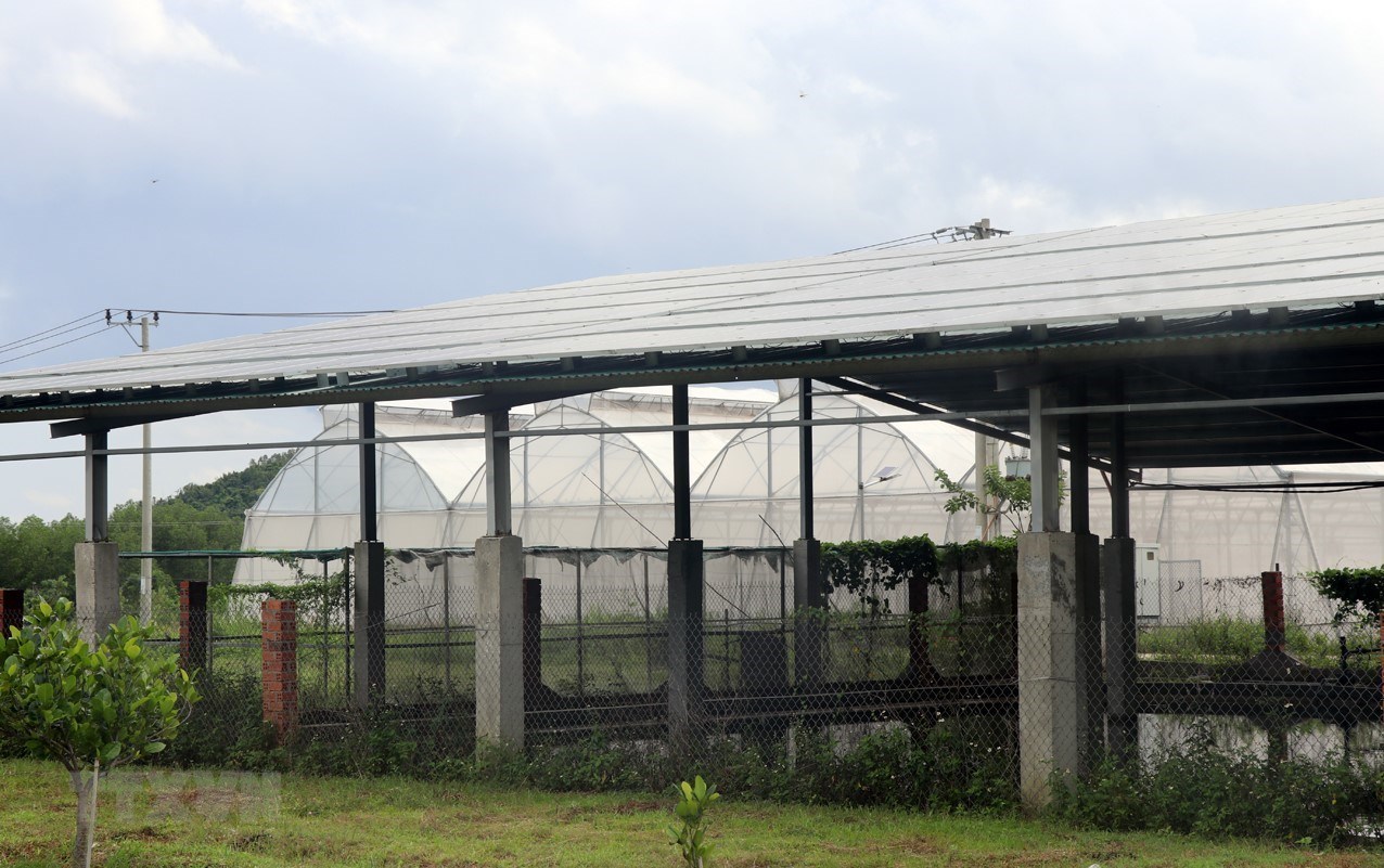 Phú Yên: Điện mặt trời “núp bóng” trong Khu Nông nghiệp Công nghệ cao