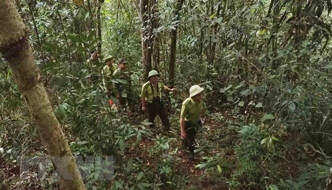 Kon Tum và Attapeu của Lào tăng cường công tác quản lý, bảo vệ rừng
