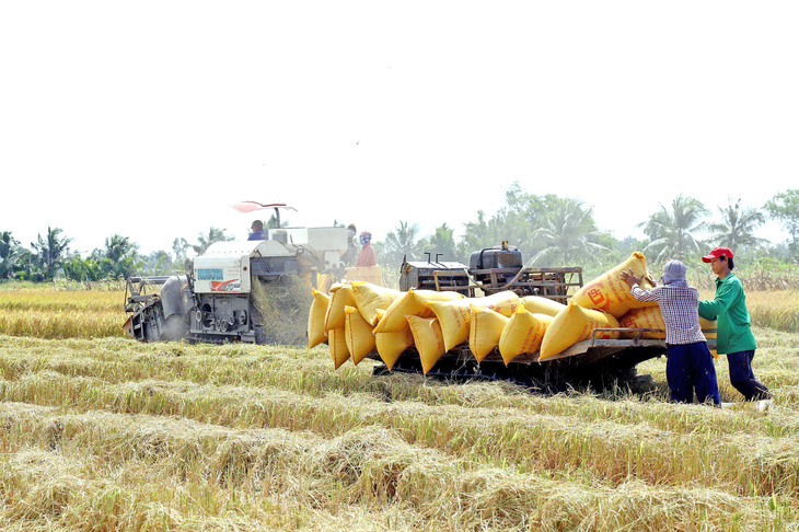 Đề án 1 triệu ha lúa chất lượng cao ở ĐBSCL: Hàng triệu nông dân sẽ được hưởng lợi