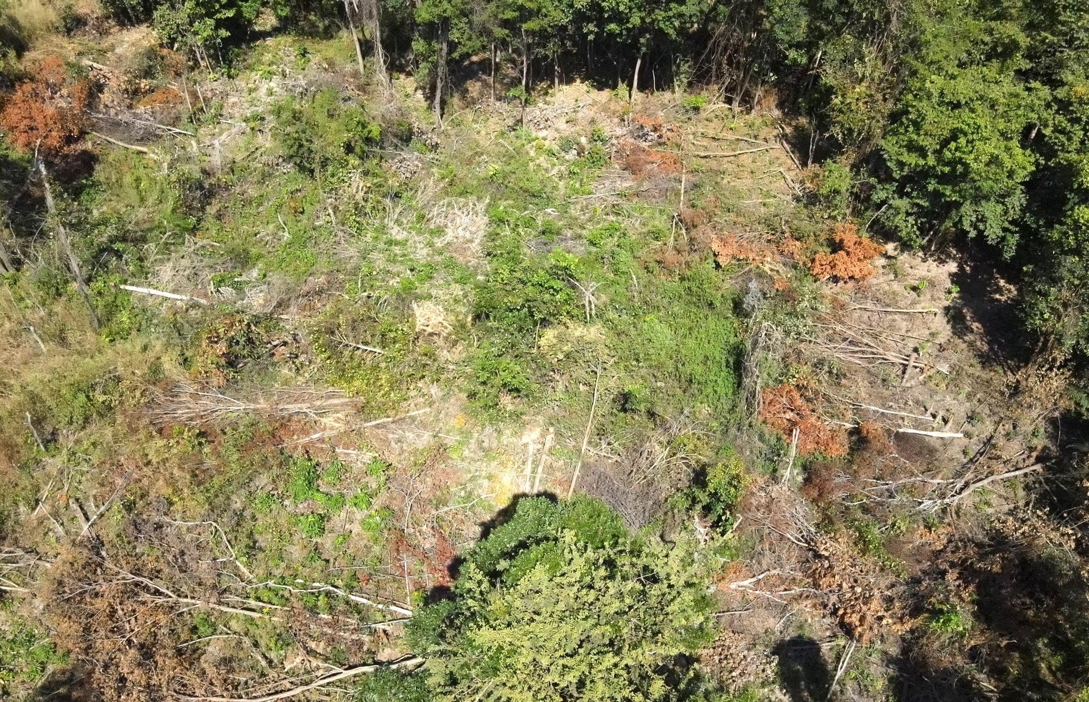 Cận cảnh hơn 450 thân gỗ bị đốn hạ ở Gia Lai