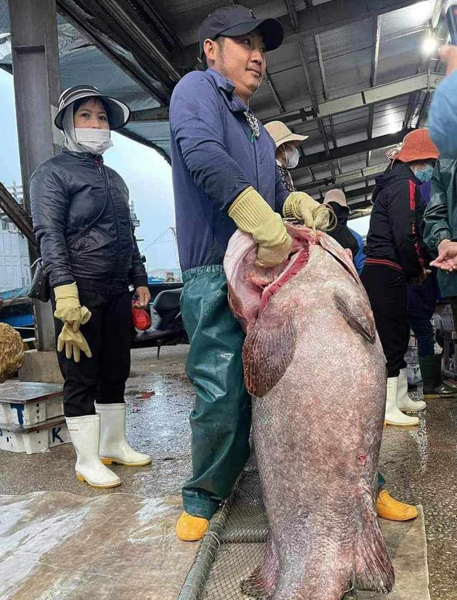 Bắt được con cá mú biển 'khủng' nặng gần 70kg