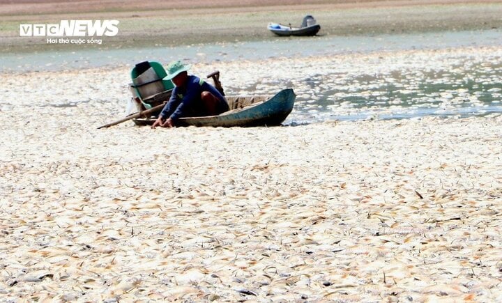 Hơn 100 tấn cá chết trắng lòng hồ Sông Mây, Đồng Nai