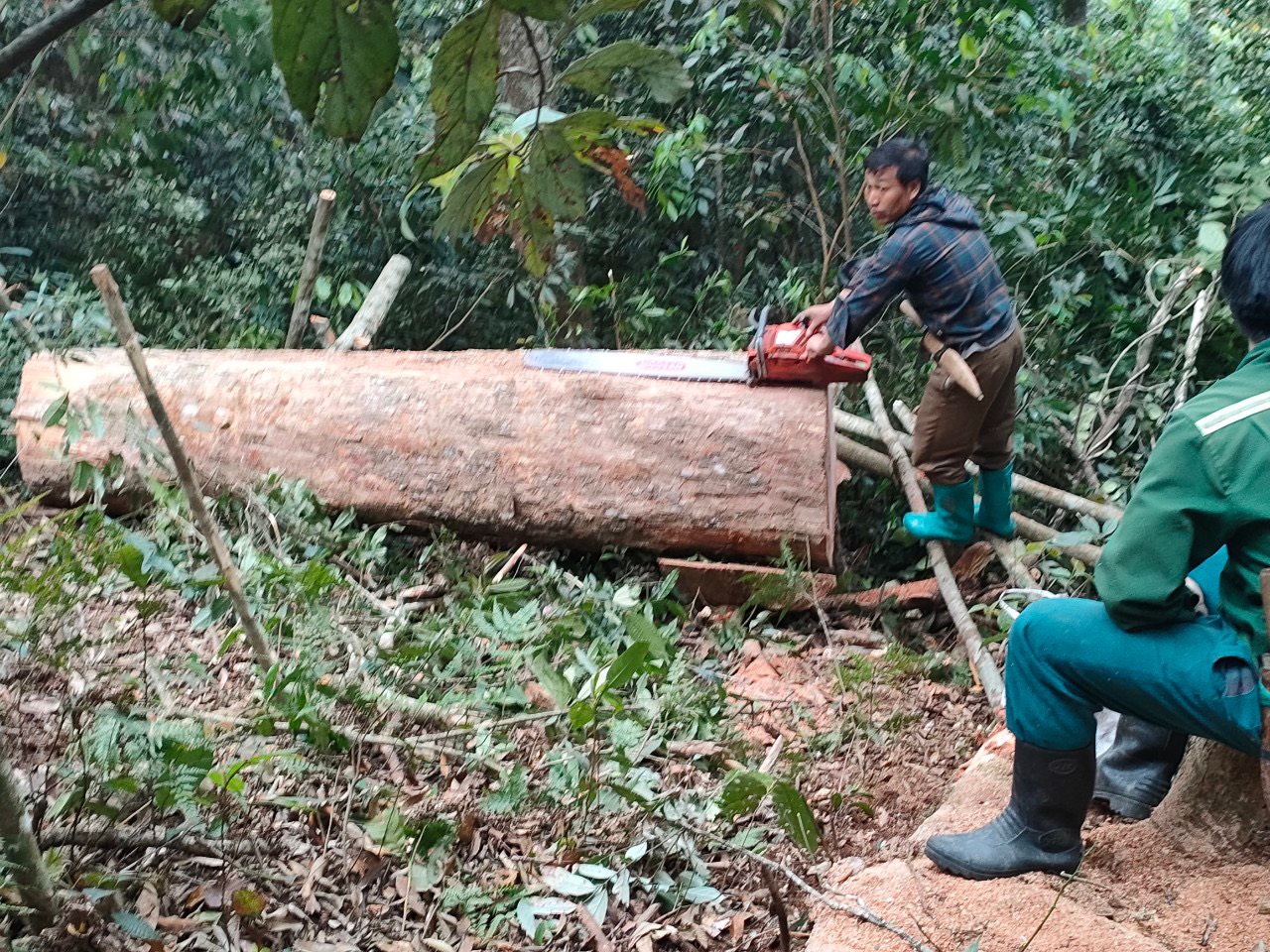 Bắt quả tang 5 đối tượng khai thác gỗ trái phép ở Thanh Hoá