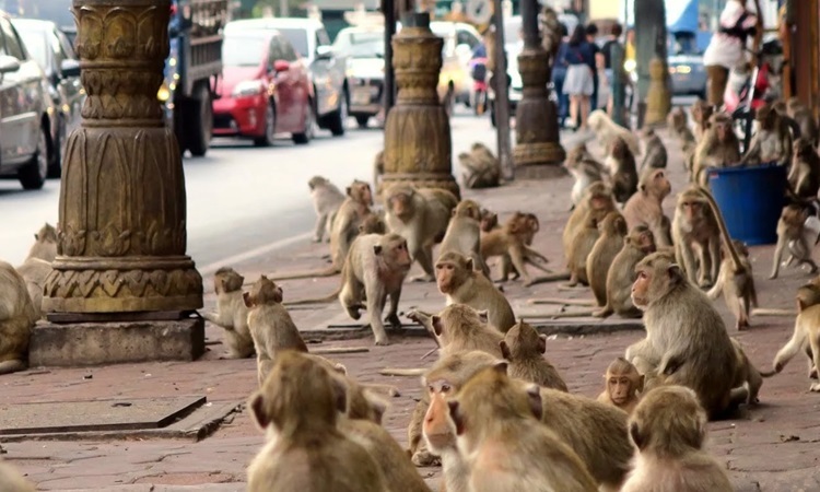 Thái Lan sẽ bắt 2.500 con khỉ hoang phá phách