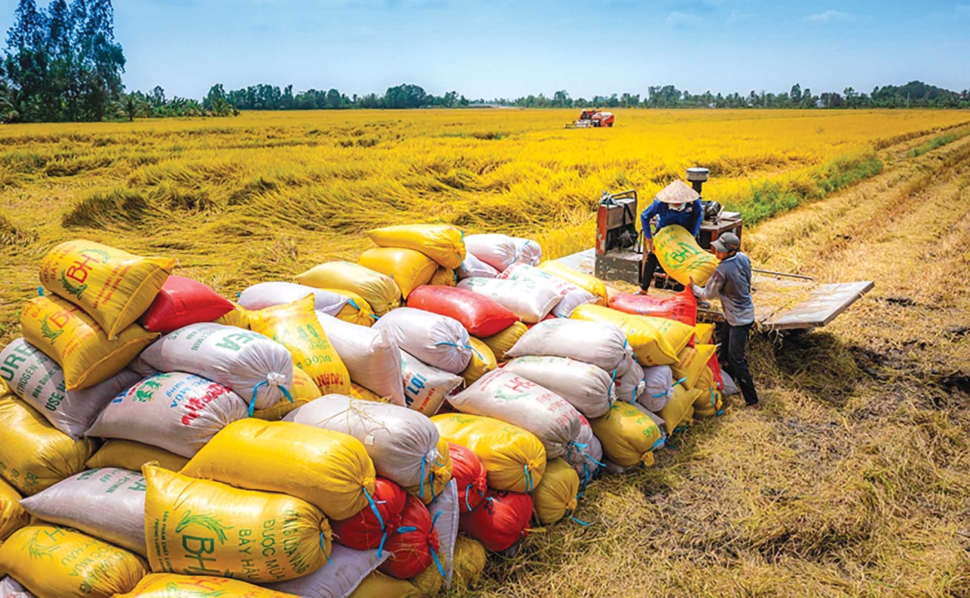 Lúa gạo Việt Nam hội nhập mạnh mẽ với thế giới