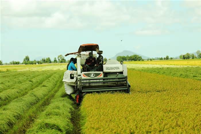 Bộ Nông nghiệp và Phát triển nông thôn đề xuất đẩy mạnh xuất khẩu gạo
