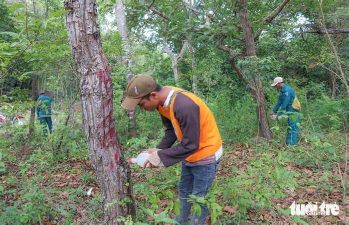 'Cấp cứu' cây rừng bị đầu độc ở Ninh Thuận