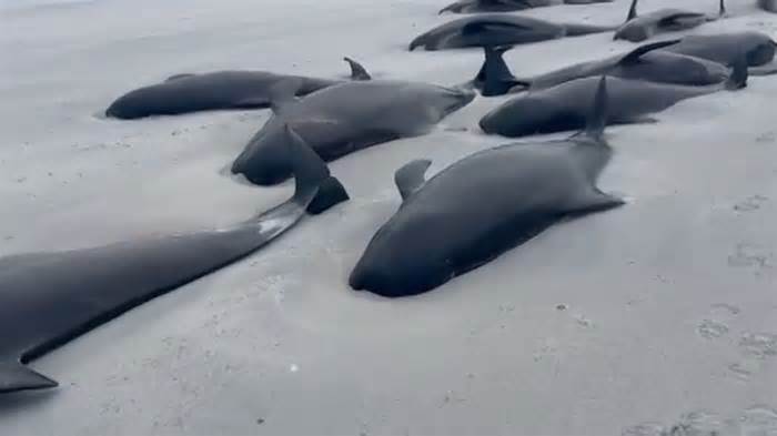 Cảnh tượng bi thảm: gần 100 con cá voi hoa tiêu mắc cạn ở Orkney