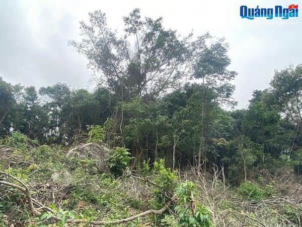 Quảng Ngãi: Làm rõ tổ chức, cá nhân phá rừng KfW6 để mở đường