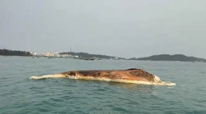 Xác cá voi hơn 10 tấn trôi dạt trên biển Cô Tô