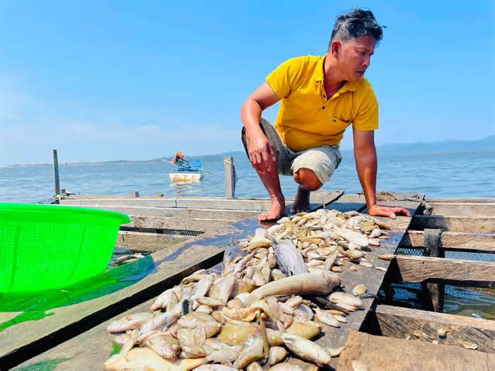 Cá chết trắng sau một đêm ở hồ thủy lợi Ia Mơr