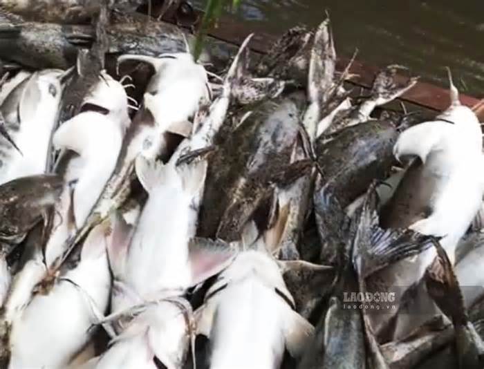 Hàng tấn cá đặc sản nuôi trên sông Lô bất ngờ chết trắng