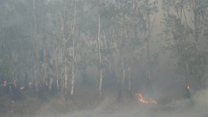 Mất khoảng 17ha rừng tràm trong vụ cháy Vườn quốc gia Tràm Chim