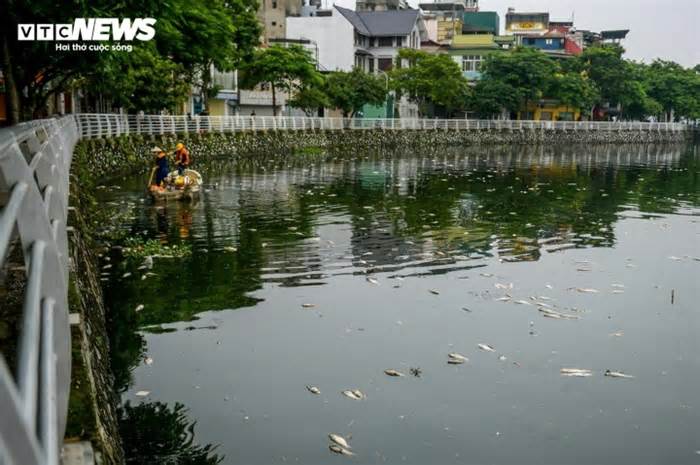 Lại xuất hiện cá chết ở Hồ Tây, dân ám ảnh vì mùi hôi nồng nặc