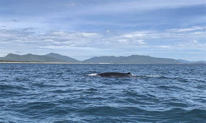 Cá voi xuất hiện ở vùng biển Bình Định, bơi tung tăng săn mồi