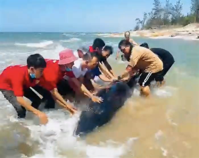 Người dân, du khách giải cứu cá voi quý hiếm mắc cạn ở bờ biển Bình Thuận