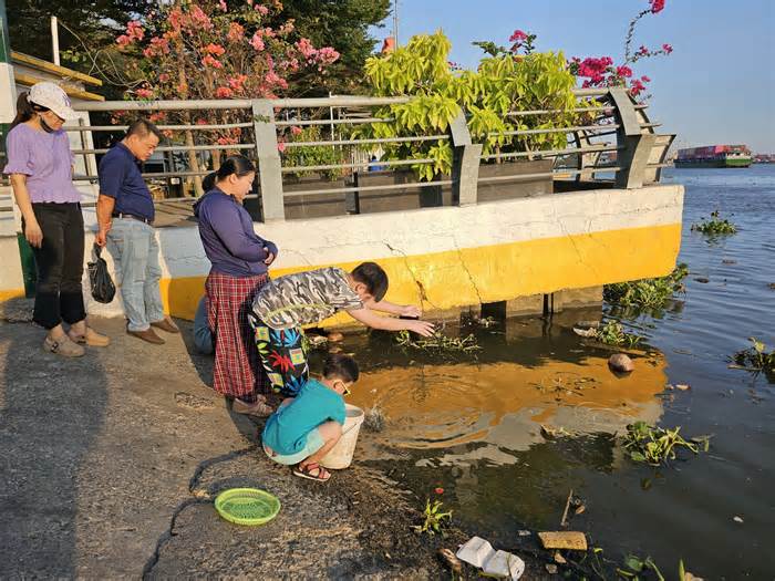 Cận cảnh bắt cá phóng sinh bán lại cho người đi thả ở sát sông Sài Gòn